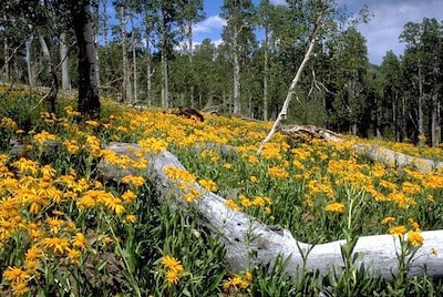 Colorado Mountain Gardening basic